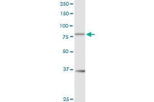 Western Blotting (WB) image for anti-RAD17 (RAD17) (AA 1-584) antibody (ABIN519598)