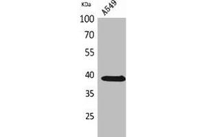 Western Blot analysis of A549 cells using NTCP Polyclonal Antibody. (SLC1A1 抗体  (C-Term))