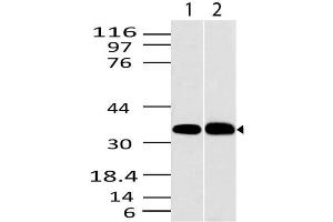 Image no. 1 for anti-C-Type Lectin Domain Family 1, Member A (CLEC1A) (AA 1-200) antibody (ABIN5027112) (CLEC1A 抗体  (AA 1-200))