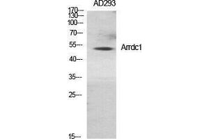 Western Blotting (WB) image for anti-Arrestin Domain Containing 1 (ARRDC1) (Internal Region) antibody (ABIN3173889) (ARRDC1 抗体  (Internal Region))