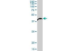 ALKBH1 MaxPab polyclonal antibody. (ALKBH1 抗体  (AA 1-389))