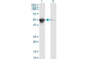 Western Blot analysis of PDIA6 expression in transfected 293T cell line by PDIA6 monoclonal antibody (M04), clone 3B4. (PDIA6 抗体)