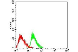 Flow cytometric analysis of HL-60 cells using ATXN1 mouse mAb (green) and negative control (red). (Ataxin 1 抗体  (AA 645-815))