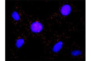 Proximity Ligation Analysis of protein-protein interactions between BUB1 and APC. (BUB1 抗体  (AA 1-1085))