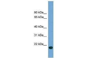 C9orf40 antibody used at 0. (C9orf40 抗体  (Middle Region))