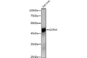Western blot analysis of extracts of Rat liver, using G antibody (ABIN7267359) at 1:5000 dilution. (GATA4 抗体)