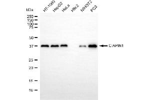 anti-Cytokine Induced Apoptosis Inhibitor 1 (CIAPIN1) antibody