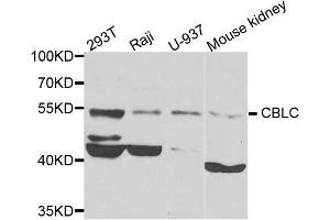 Western blot analysis of extracts of various cell lines, using CBLC antibody. (CBLC 抗体  (AA 245-474))
