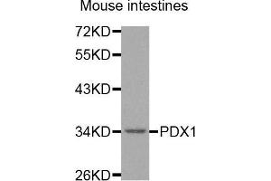 Western Blotting (WB) image for anti-Pancreatic and Duodenal Homeobox 1 (PDX1) antibody (ABIN3023469)