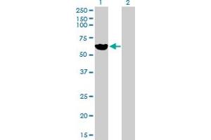 Western Blot analysis of LPL expression in transfected 293T cell line by LPL MaxPab polyclonal antibody. (Lipoprotein Lipase 抗体  (AA 1-475))