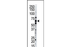Antibody is used in Western blot to detect Dsk2 in HeLa cell lysate. (Ubiquilin 1 抗体  (C-Term))