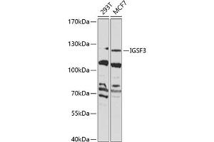 Western blot analysis of extracts of various cell lines, using IGSF3 Antibody (ABIN6128112, ABIN6142272, ABIN6142274 and ABIN6223616) at 1:1000 dilution. (IGSF3 抗体  (AA 350-562))