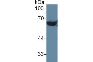 Rabbit Capture antibody from the kit in WB with Positive Control: Mouse serum.