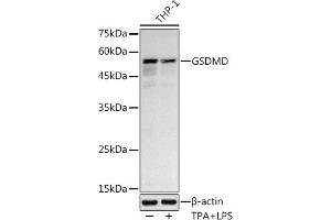 Western blot analysis of extracts of THP-1 cells, using GSDMD antibody (ABIN7267352) at 1:1000 dilution. (GSDMD 抗体)