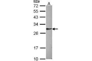 WB Image Sample (30 ug of whole cell lysate) A: HCT116 12% SDS PAGE antibody diluted at 1:1000 (FAM122B 抗体)