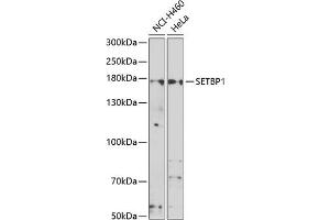 Western blot analysis of extracts of various cell lines, using SETBP1 antibody (ABIN6132919, ABIN6147635, ABIN6147636 and ABIN6223042) at 1:1000 dilution. (SETBP1 抗体  (AA 1-242))