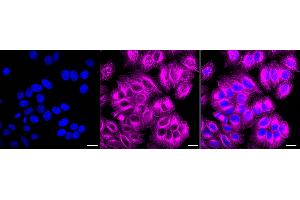 Immunocytochemical staining of HepG2 cells with Cholinergic receptor muscarinic 2 antibody (ABIN7798054), 1:1,000).