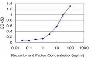 Detection limit for recombinant GST tagged IFI16 is approximately 0. (IFI16 抗体  (AA 630-729))