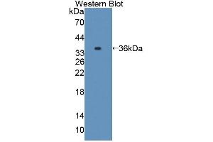 Western blot analysis of the recombinant protein. (Caspase 7 抗体  (AA 1-250))