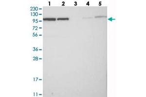 Western blot analysis of Lane 1: RT-4, Lane 2: U-251 MG, Lane 3: Human Plasma, Lane 4: Liver, Lane 5: Tonsil with BICD2 polyclonal antibody  at 1:250-1:500 dilution.