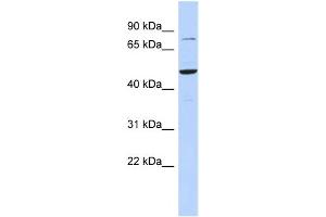 WB Suggested Anti-ZSCAN1 Antibody Titration:  0. (ZSCAN1 抗体  (Middle Region))