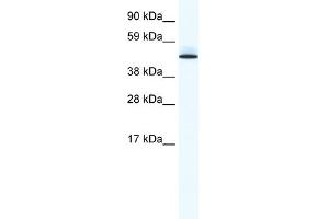 WB Suggested Anti-PTRF Antibody Titration:  0.