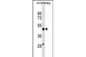 BRP16 Antibody (Center) (ABIN1538196 and ABIN2849974) western blot analysis in mouse kidney tissue lysates (35 μg/lane). (FAM203B 抗体  (AA 254-280))