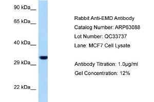 Western Blotting (WB) image for anti-Emerin (EMD) (N-Term) antibody (ABIN2789365) (Emerin 抗体  (N-Term))