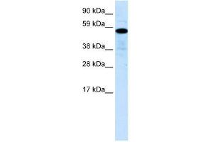 Human Liver; WB Suggested Anti-ZNF426 Antibody Titration: 0. (ZNF426 抗体  (N-Term))