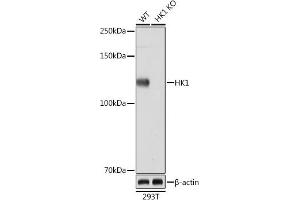 Western blot analysis of extracts from wild type (WT) and HK1 knockout (KO) 293T cells, using HK1 Rabbit mAb (ABIN7267638) at 1:1000 dilution.