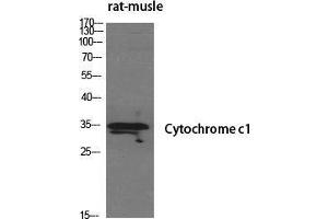 Western Blot (WB) analysis of specific cells using Cytochrome c1 Polyclonal Antibody. (Cytochrome C1 抗体  (Internal Region))