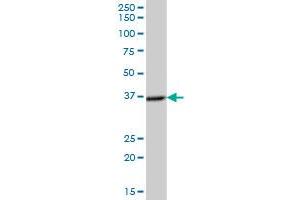 NECAP2 MaxPab polyclonal antibody. (NECAP2 抗体  (AA 1-263))