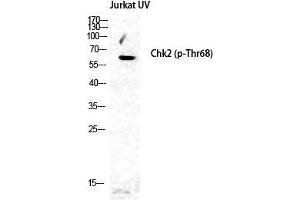 Western Blot (WB) analysis of specific cells using Phospho-Chk2 (T68) Polyclonal Antibody. (CHEK2 抗体  (pThr68))