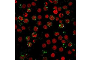 Immunofluorescence staining of MOLT4 cells using CD6 Mouse Monoclonal Antibody (SPV-L14) followed by goat anti-Mouse IgG conjugated to CF488 (green). (CD6 抗体)