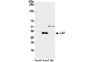 Western Blotting (WB) image for anti-Linker For Activation of T Cells (LAT) (AA 212-262) antibody (ABIN7452825)