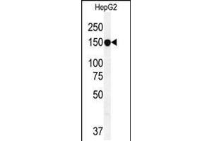 Western blot analysis in HepG2 cell line lysates (35ug/lane). (ABCC10 抗体  (AA 767-793))