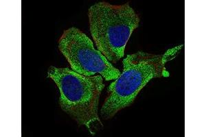 Immunofluorescence analysis of HeLa cells using KEAP1 mouse mAb (green). (KEAP1 抗体  (AA 380-624))