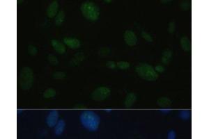 Immunofluorescence analysis of U-2OS cells using PRKDC Polyclonal Antibody at dilution of 1:100. (PRKDC 抗体)