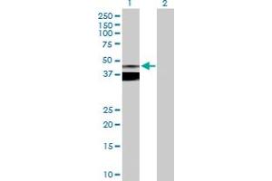 Western Blot analysis of ASPN expression in transfected 293T cell line by ASPN MaxPab polyclonal antibody. (Asporin 抗体  (AA 1-384))
