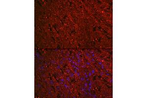 Immunofluorescence analysis of rat placenta cells using PROK1 Rabbit mAb (ABIN7269546) at dilution of 1:100 (40x lens). (Prokineticin 1 抗体)