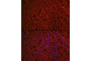 Immunofluorescence analysis of rat placenta cells using PROK1 Rabbit mAb (ABIN7269546) at dilution of 1:100 (40x lens). (Prokineticin 1 抗体)