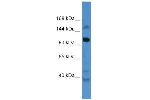 WB Suggested Anti-CCDC87 Antibody Titration: 0. (CCDC87 抗体  (C-Term))