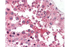 Anti-GPC4 / Glypican 4 antibody IHC of human testis. (GPC4 抗体  (N-Term))