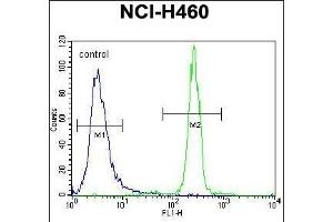 XYLT1 Antibody (N-term) (ABIN656706 and ABIN2845937) flow cytometric analysis of NCI- cells (right histogram) compared to a negative control cell (left histogram). (XYLT1 抗体  (N-Term))