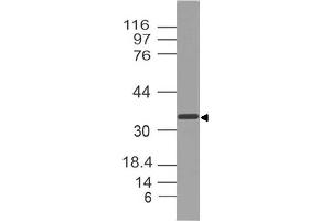 Image no. 1 for anti-Secreted Protein, Acidic, Cysteine-Rich (Osteonectin) (SPARC) (AA 52-268) antibody (ABIN5027541) (SPARC 抗体  (AA 52-268))