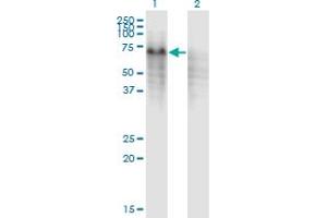 Western Blot analysis of PPP2R5C expression in transfected 293T cell line by PPP2R5C monoclonal antibody (M01), clone 3G9. (PPP2R5C 抗体  (AA 1-100))
