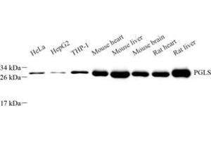 Western blot analysis of PGLS (ABIN7072865) at dilution of 1: 500 (PGLS 抗体)