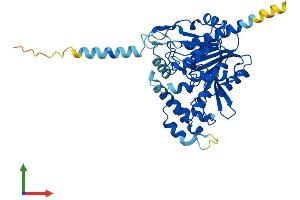 AlphaFold protein structure predicition of Human Recombinant ABHD2 Protein, UniprotID P08910