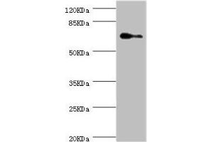 Western blot All lanes: ELF1 antibody at 1. (ELF1 抗体  (AA 1-210))