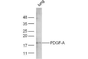 Mouse lung lysate probed with Anti-PDGF-A Polyclonal Antibody  at 1:5000 90min in 37˚C. (PDGFA 抗体  (AA 125-170))